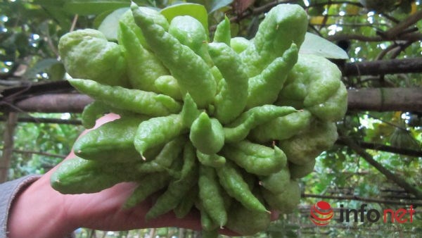 Những quả phật thủ đẹp, độc, lạ vườn nào cũng có nhưng chiếm số lượng rất ít.