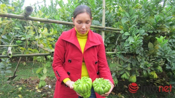 Sau khi đã bán vườn phật thủ cho thương lái thì những quả rơi rụng như thế này chủ vườn cũng phải cất cho khách.