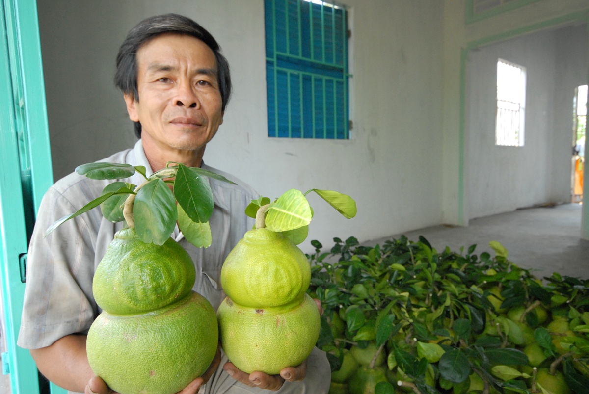 Nhung nong dan vang mien Tay: Chuyen ve 'cha de' buoi ho lo hinh anh