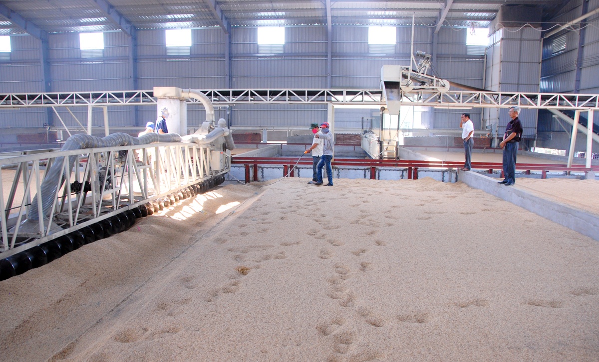 Riêng lò sấy của ông sáng chế có khả năng vận hành từ 10 – 30 tấn/mẻ mất khoảng 8-10 tiếng để sấy, rất tiện lợi.