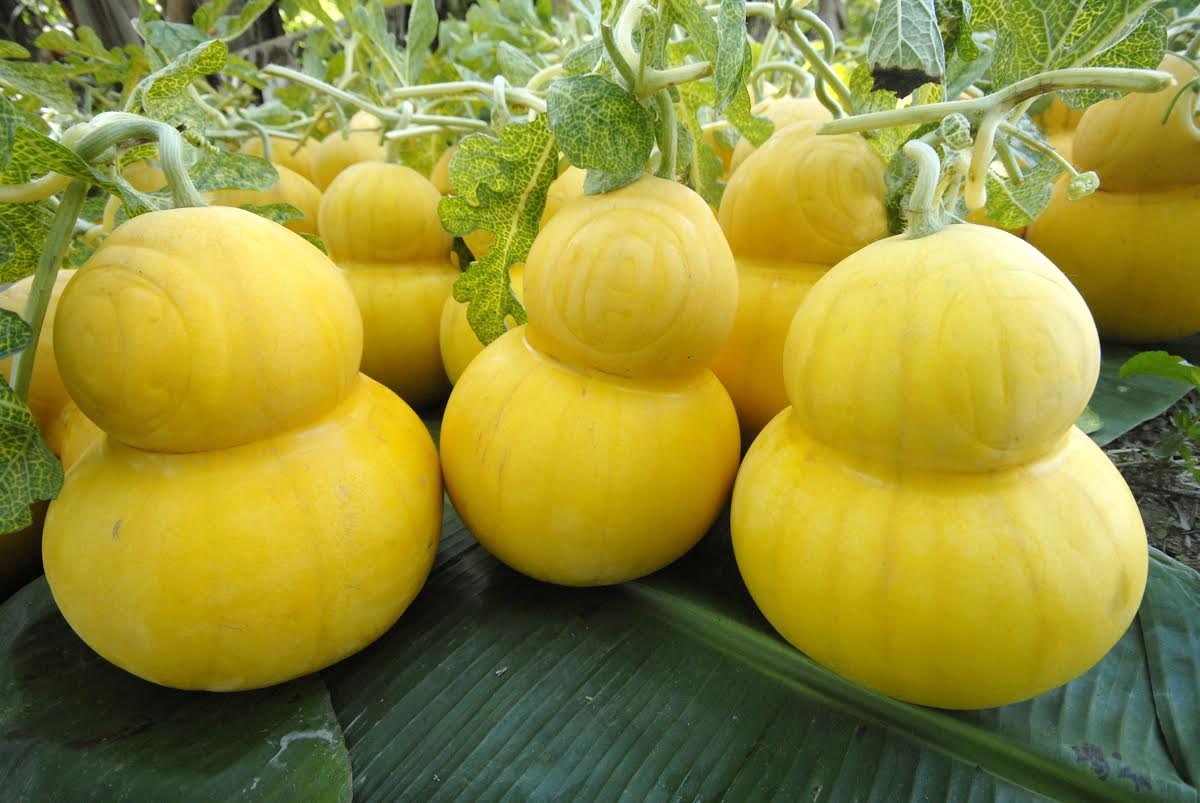 Ông Thành cũng từng đưa ra ý tưởng nặn hình dưa hấu hồ lô để phục vụ thị trường tết, nhưng tỷ lệ thành công không cao. Ảnh Ngọc Trinh.