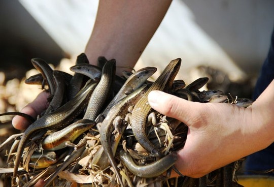 No ro phong trao nuoi con trung lay thit o TP.HCM hinh anh