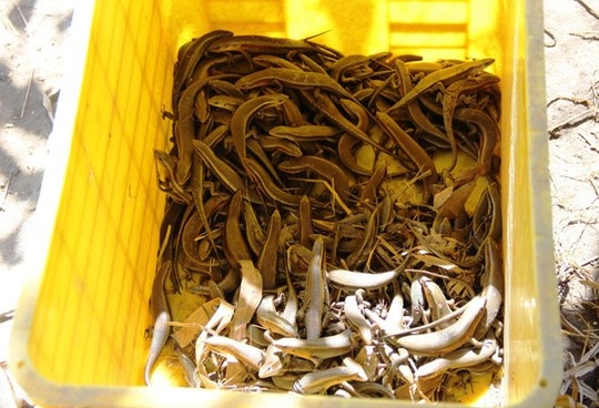 Một khay nuôi rắn mối ở trang trại của anh Lân.