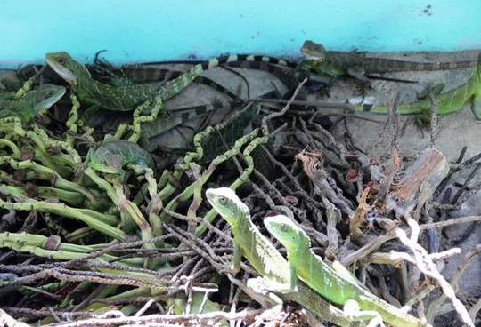 Nuôi tắc kè ở trang trại.