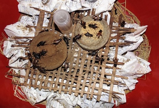 Một khay nuôi dế khá đơn giản.