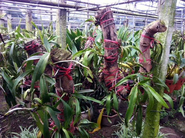 Từ lâu, đất Văn Giang (Hưng Yên) nổi tiếng với nghề truyền thống trồng hoa, cây cảnh. Mấy năm trở lại đây, một số hộ chuyển sang nghề ký gửi phong lan, trồng phong lan bán vào dịp Tết.  Những nhà vườn lớn, số lượng giò lan lên tới cả vạn giò, được treo trong các nhà vườn phủ lưới rộng hàng ngàn m2, có điện thắp sáng và hệ thống quạt thông hơi, vòi phun nước tự động... Thông thường, phong lan được các nhà vườn ký gửi trên gỗ nhãn - loại gỗ thích hợp với trồng phong lan. Nhiều nhà vườn ở Hưng Yên năm nay có “sáng kiến” khác lạ, đó là sử dụng gốc tre - củ tre để ký gửi lan.