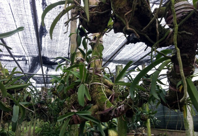 Thời điểm cuối năm, hầu hết các nhà vườn đều đang trong giai đoạn hãm nụ để lan nở đúng dịp Tết. Anh Thành - một nhà vườn ở Văn Giang cho hay: củ tre, gốc tre cũng là loại gỗ cứng, rất khó mối mọt. Nhà vườn của anh thí điểm ký gửi vài trăm giò lan lên gốc tre để “thăm dò”.