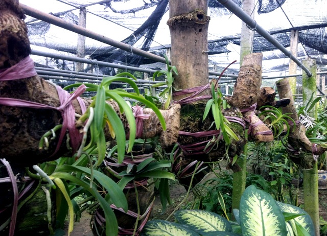 Lan bam ngon tre, dem ngon thu tien trieu an Tet hinh anh