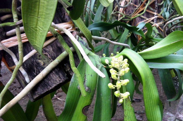 Hoa bắt đầu nở. Những giò lớn hơn, giá bán ở mức từ 2-4 triệu đồng/giò. Có những giò lan ký gửi trên hẳn một gốc cây, giá thành lên tới vài chục đến cả trăm triệu đồng.  “Cứ đếm cành lan để tính ra giá bán. Một cành có giá khoảng 500.000 đồng”, chủ vườn cho biết.