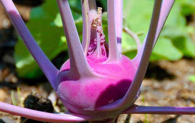 Hat giong su hao tim la, gia re hut nguoi thich trong cay hinh anh