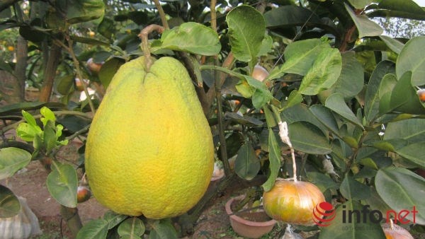 Để cây phong phú, màu sắc bắt mắt hơn ông ghép thêm nhiều loại quả khác nhau