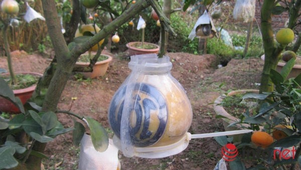 Năm nay ông định thắt bưởi hồ lô nhưng do chưa có quả bưởi to phù hợp nên mới chỉ tạo bưởi có chữ tài lộc.