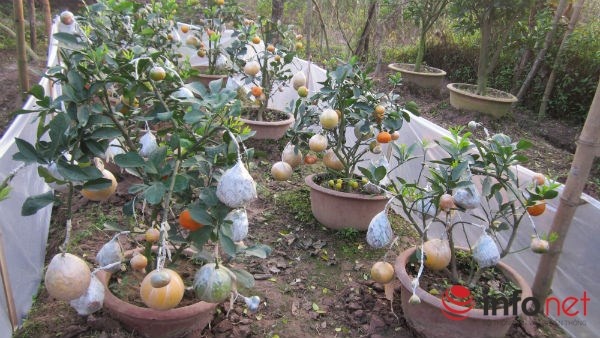 Năm nay ông còn tạo nhiều cây cảnh ngũ quả nhỏ để phục vụ người chơi Tết.