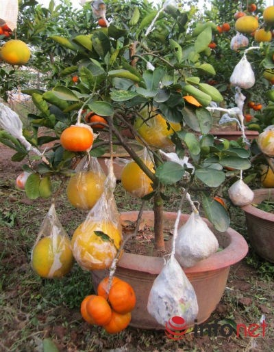 Cây ngũ quả loại nhỏ có giá 2-3 triệu đồng.