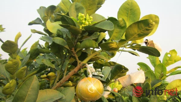 Theo ông Giáp, khách sành chơi cây cảnh thường chọn cây vừa có lộc,nụ, hoa