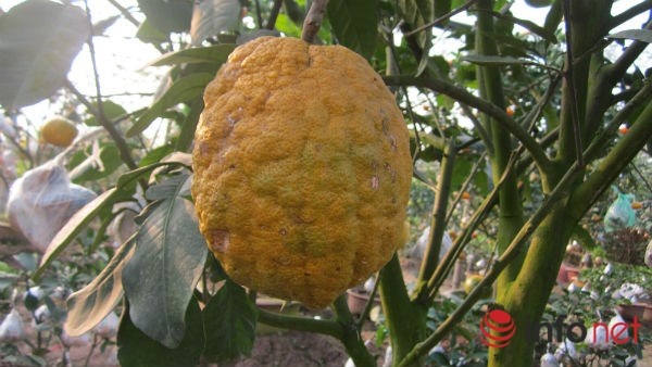 Giá mỗi cây như thế dao động từ 6- 10 triệu đồng. Hiện tại một nửa số gốc cây ngũ quả trong vườn ông Giáp đã có khách đặt mua