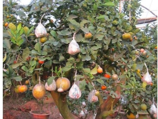 Vuon cay 9 loai qua bac ty cua lao nong Ha Noi hinh anh