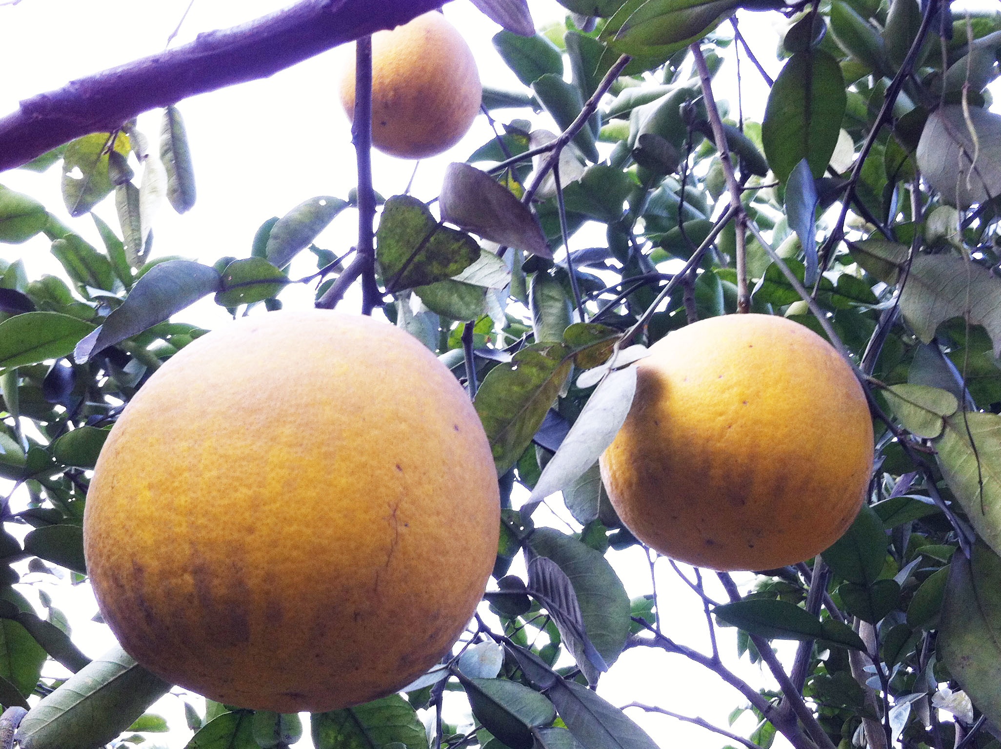 Buoi Dien xin 100.000 dong/qua van kho mua, vi sao? hinh anh