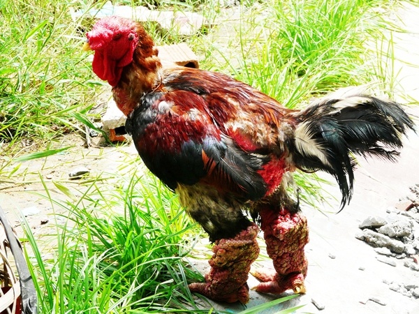 Nhung san vat ban gia bac trieu duoc nhieu nguoi lung mua hinh anh