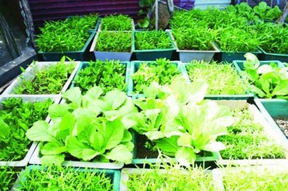 Rau xanh giúp cải thiện vòng 1.