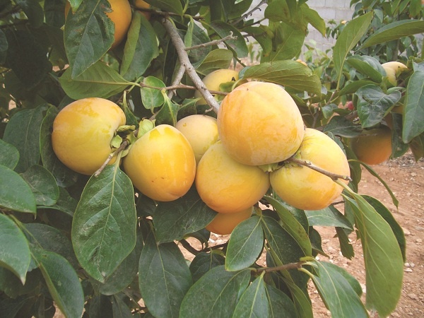 Giống hồng dòn (Fuyu).