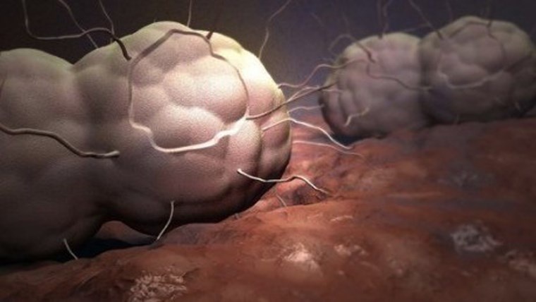 Nấm Chlamydia. Đây là bệnh thường gặp nhất trong các bệnh lây lan qua đường tình dục. Tuy nhiên vẫn chưa có thông tin đầy đủ về nguy cơ và những biến chứng do bệnh này gây nên. Một đặc điểm nguy hiểm của căn bệnh này là 40% trường hợp nhiễm nấm Chlamydia không biểu hiện triệu chứng. Ngược lại bệnh chỉ được phát hiện thông qua các biến chứng ở giai đoạn muộn và khi đó việc điều trị phức tạp hơn rất nhiều và kém hiệu quả.