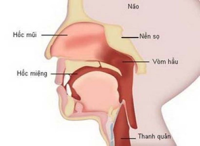 Bên cạnh đó, tiếp xúc với bụi từ da, gỗ hoặc vải dệt, hơi formaldehyde, niken… cũng làm tăng nguy cơ này.