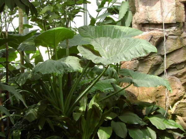 Nhiều người nhầm lần thân cây ráy với cây dọc mùng.