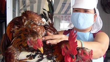 Vu con ga 'cong' 14 loai phi: Cham dut ngay viec phi ly hinh anh