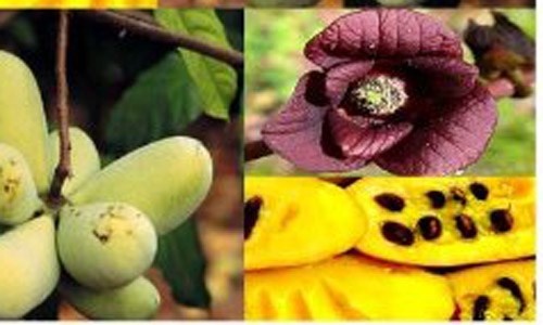 Hai tien voi giong chuoi qua nhu xoai hinh anh