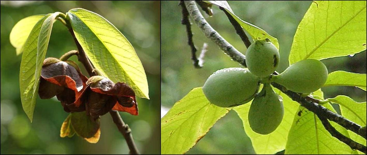Vào đầu mùa xuân, Paw Paw bắt đầu ra những bông hoa màu nâu sẫm đẹp mắt rồi kết thành những chùm quả.