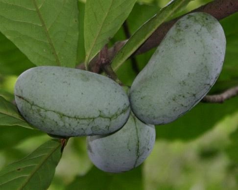 Loại trái cây nhiệt đới khá được ưa chuộng trên thị trường bởi vị ngon ngọt và thơm ngậy của nó.