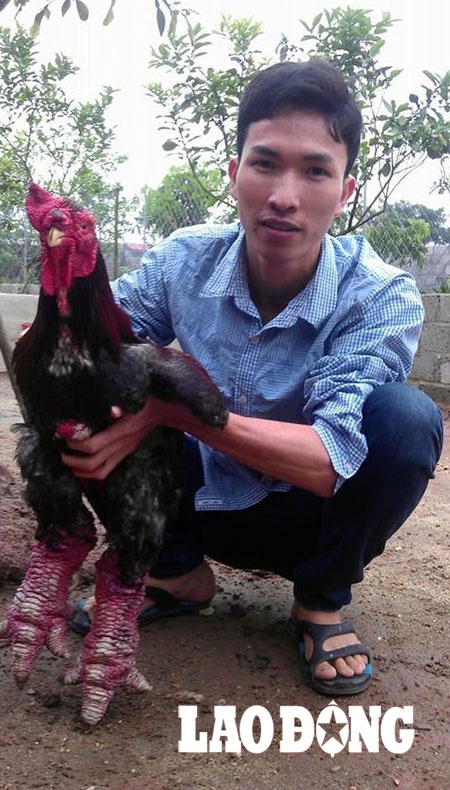 Anh Giang Tuấn Trưởng bên con gà Đông Tảo thuần chủng của gia đình.