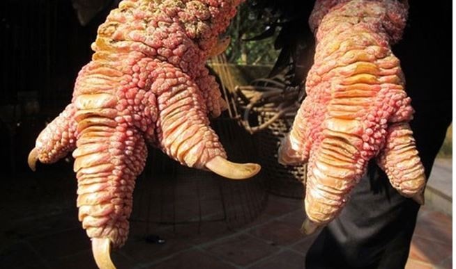 Ga Dong Tao duoc cham soc nhu... vua hinh anh