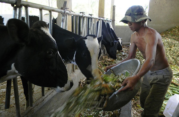 Am anh bo sua hinh anh