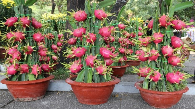 9 loai cay trong chau hut tai loc ngay Tet hinh anh