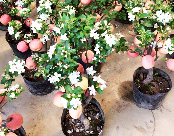 Những cây táo cảnh có quả được chọn ghép giá bán 3 triệu đồng/chậu đã được khách đặt mua. Ảnh: Văn Hiệu
