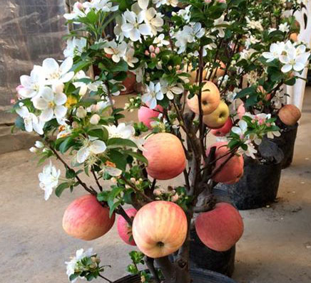 Tao canh Trung Quoc 3 trieu/chau chung Tet, vua choi vua lo hinh anh