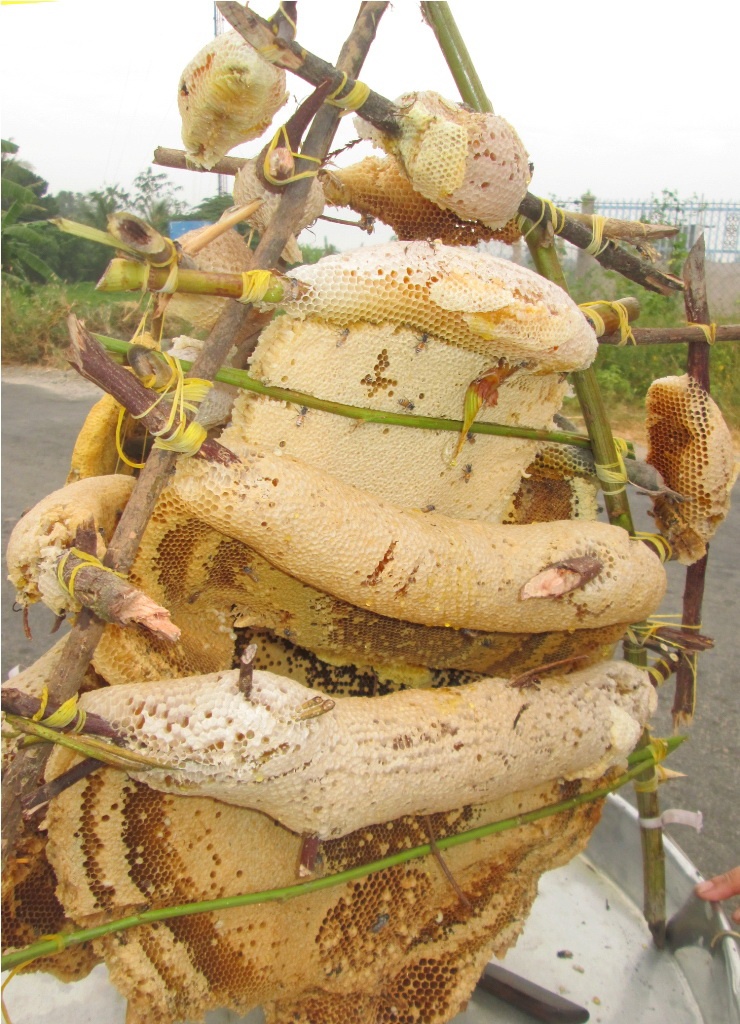 1 trieu dong/lit mat ong rung 'vuot bien' o mien Tay hinh anh