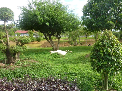 Hệ thống nuôi heo tự động.