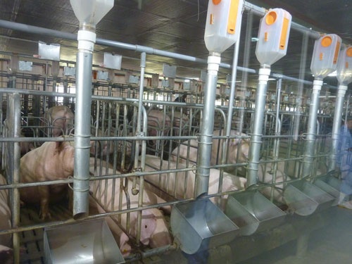Hệ thống nuôi heo tự động.