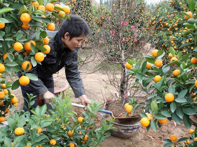 Lang hoa Ha Noi nhon nhip vao mua phuc vu Tet Nguyen dan hinh anh