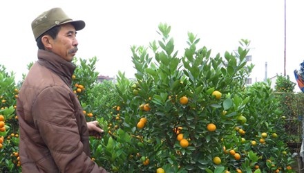 Thi truong cay canh Tet: Bac ron rang, Nam dieu dung hinh anh