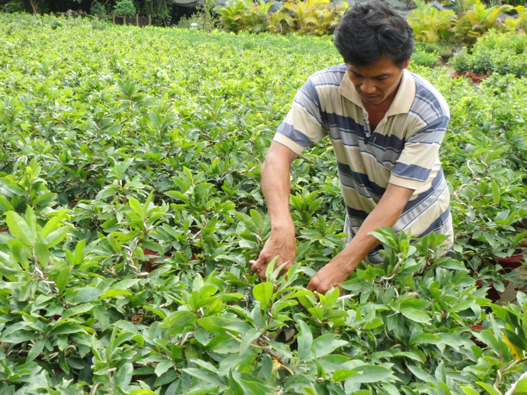 Nhieu vuon mai mien Tay da no hoa truoc Tet hinh anh