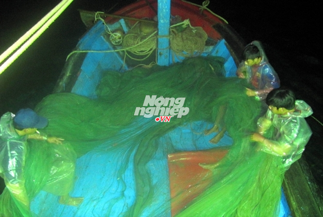 Kéo lưới đánh bắt tôm hùm giống... Đọc thêm tại: http://nongnghiep.vn/thu-hon-2-ty-trong-3-tuan-nho-tom-hum-nhi-post137343.html | NongNghiep.vn