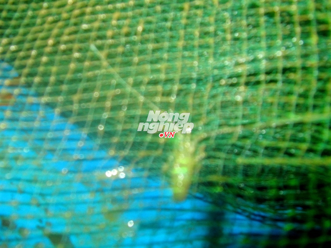 Một chú tôm hùm giống “sa lưới”... Đọc thêm tại: http://nongnghiep.vn/thu-hon-2-ty-trong-3-tuan-nho-tom-hum-nhi-post137343.html | NongNghiep.vn