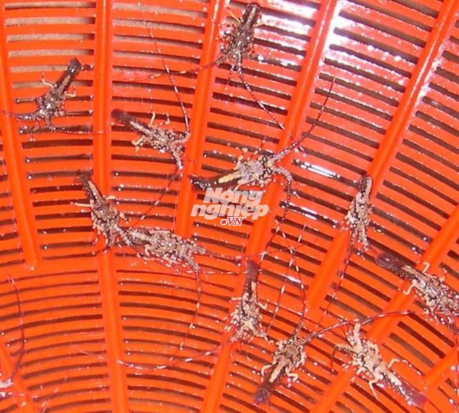 Thu hon 2 ty trong 3 tuan nho 'tom hum nhi' hinh anh