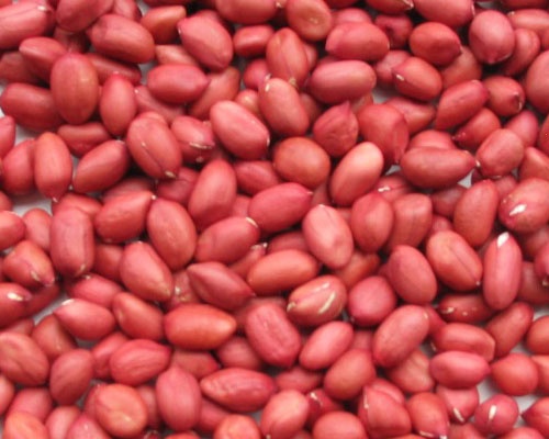 Phat hien gan 700 tan lac nhap khau co con trung nguy hai hinh anh