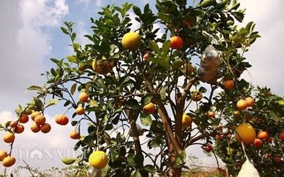 Vuon cay 'ngu-that-cuu qua' doc nhat vo nhi giua Thu do hinh anh