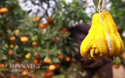 Không chỉ thông thạo về kỹ thuật cắt, ghép mà yếu tố nghệ thuật cũng được đánh giá cao khi tạo ra cây đa dạng quả.